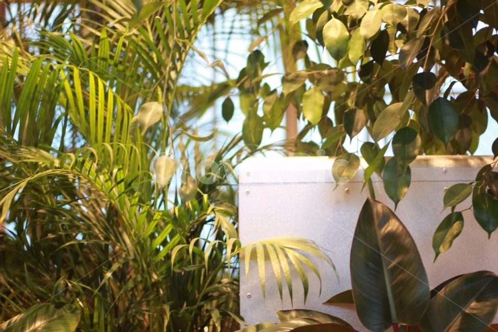 식물,plants,초록색,풀,자연,빛,조명,나무,식물,자연,plants,nature,실내용화초,화분,화초,house plant