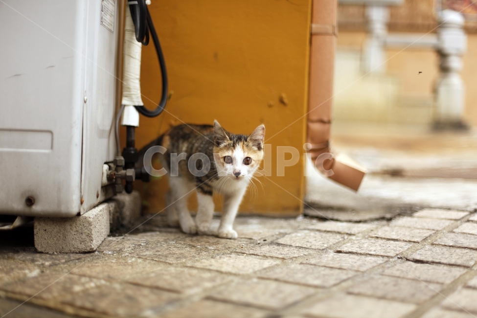 고양이,길고양이,새끼고양이,아기고양이,귀여움,눈맞춤,눈동자,초롱초롱,동물,animal,포유류,mammal,고양이,cat,kitten,kitty,감성,sensible,feeling