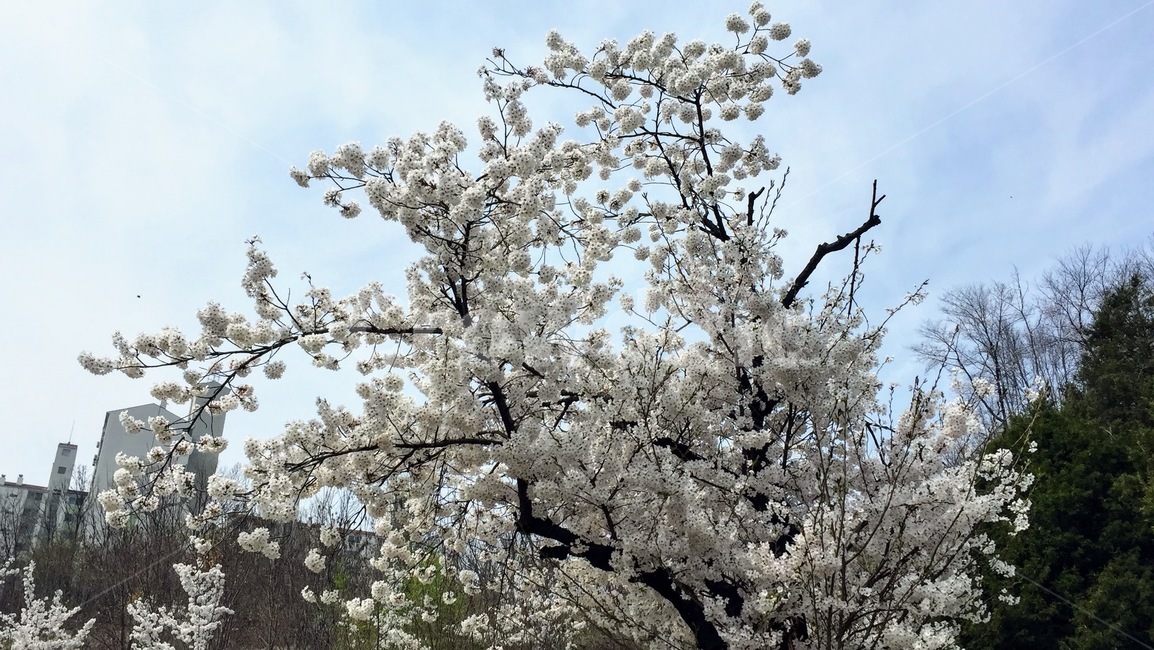 벗꽃,식물,꽃,flower,plant,봄