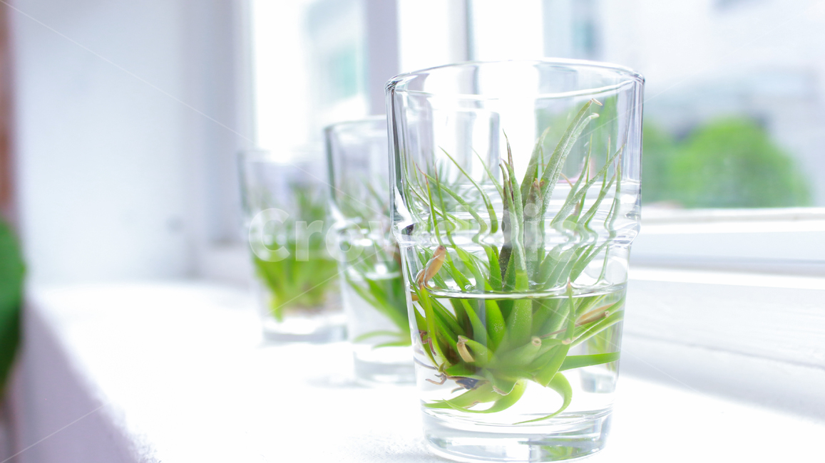 식물,인테리어,수생식물,유리잔,창가,식물,자연,plants,nature,휴식,힐링,rest,relaxation,healing