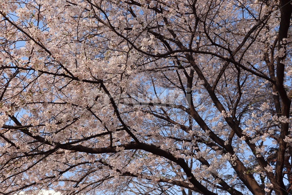벚꽃,나부,자연,봄,풍경,봄,계절,spring,season,plant,식물,blossom,꽃,flower