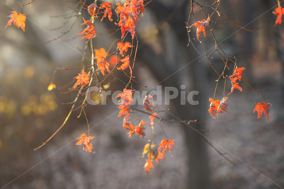 겨울,단풍,감성,공원,나무,식물,가을,계절,fall,autumn,season,식물,자연,plants,nature,plant,leaf,잎,tree