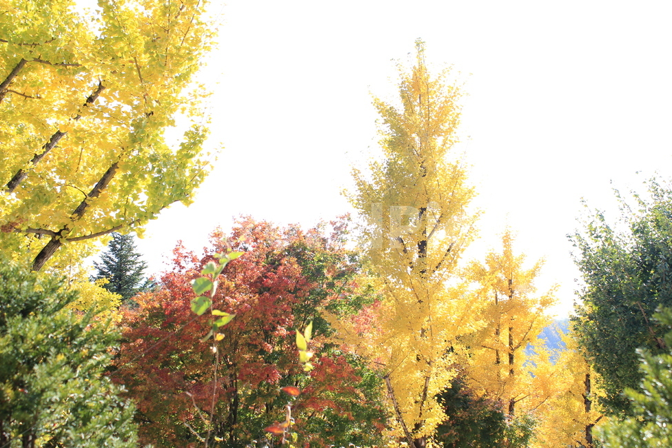 나무,가을냄새,가을단풍,단풍잎,메이플,푸름,가을,계절,fall,autumn,season,식물,자연,plants,nature,나무,trees,wood,tree,plant