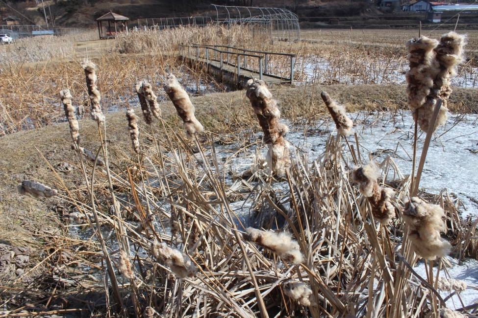 겨울,연못,연꽃,동장군,이교관,겨울,계절,winter,season,시골,마을,풍경,landscape,country,rural,town,식물,자연,plants,nature