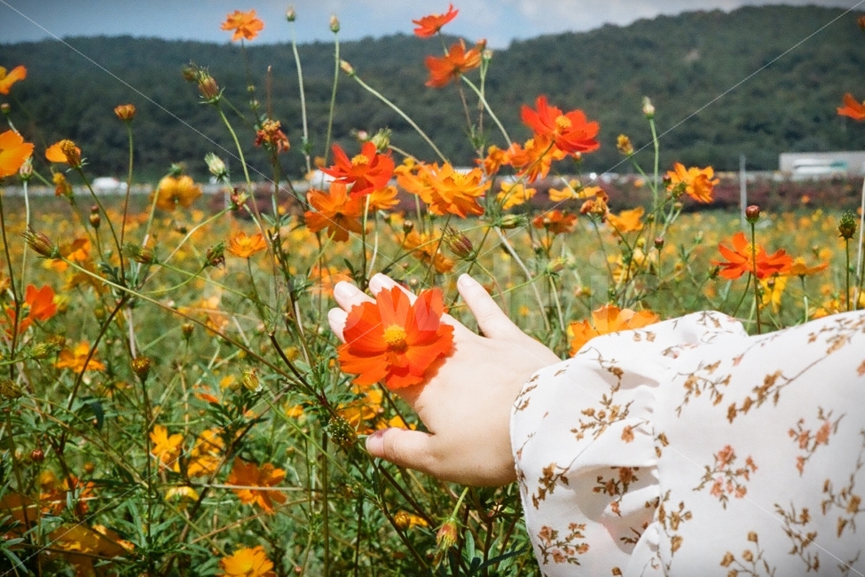 코스모스,꽃,가을,감성,연인,가을,계절,fall,autumn,season,식물,자연,plants,nature,꽃,flower,사람,인물,인간,human,person,감성,sensible,feeling,연출,컨셉,콘셉,direction,concept,plant