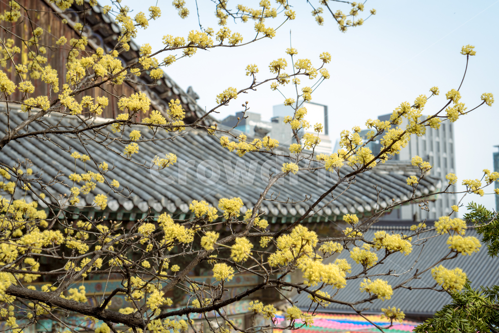 절,기와,전통건축,한국건축,architecture,지붕,roof,도심속,서울절,사찰,봄,산수유,봄꽃,꽃,노란꽃,식물,plant,봄,계절,spring,season