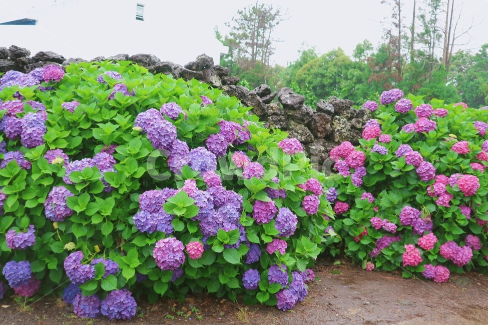 자연,식물,수국,꽃,flower