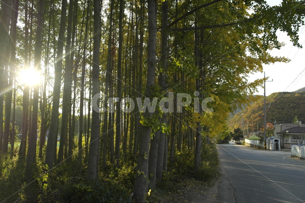 도리마을,나무,고즈넉,식물,road,은행나무,식물,자연,plants,nature,나무,trees,wood