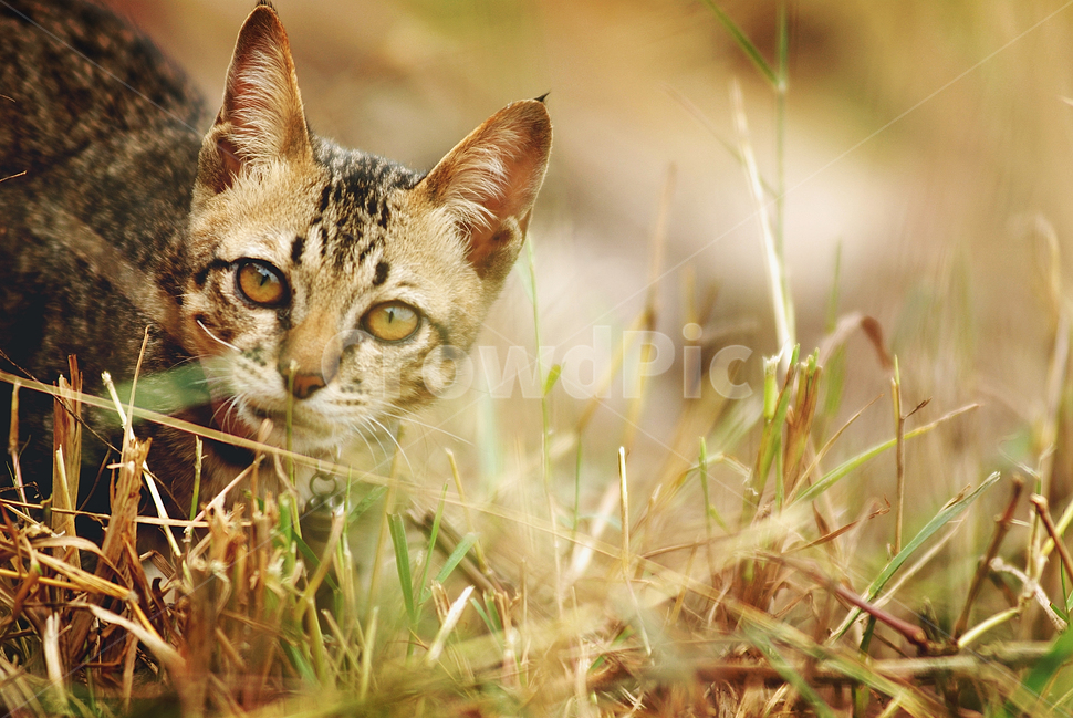 고양이,동물,자연,애완고양이,귀여운고양이,동물,animal,포유류,mammal,고양이,cat,kitten,kitty