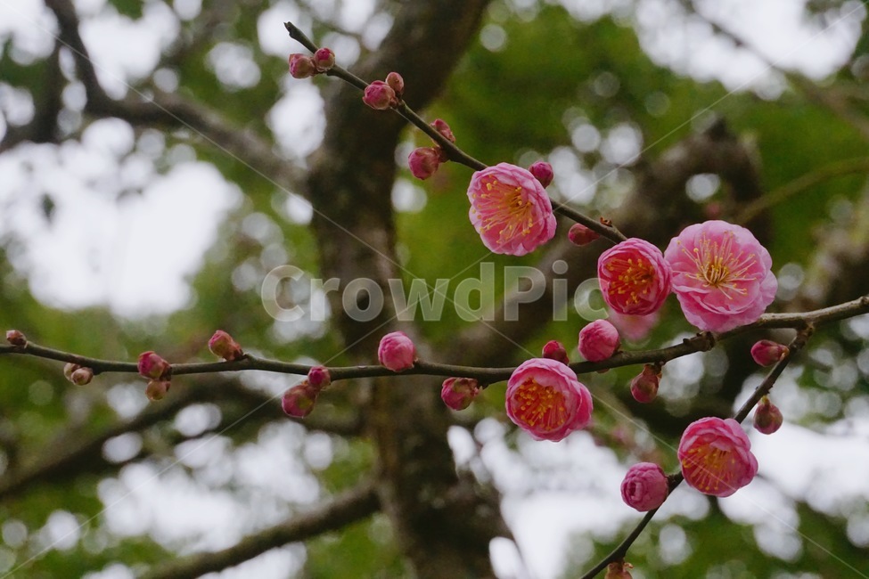 매화,꽃,겨울,나무,식물,감성,flower,winter,식물,자연,plants,nature,꽃,flower