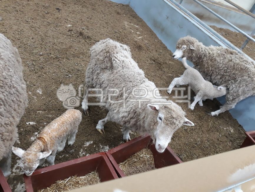 면양,양,어미양,포유,양사료,양가족,면양가족,포유류,사료,축사,sheep,animal,동물,mammal