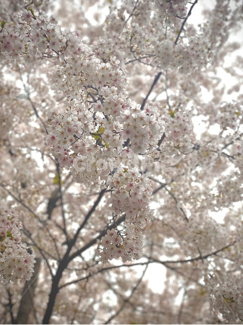 plant,식물,벚꽃,꽃,flower,green,봄,spring,cherryblossom