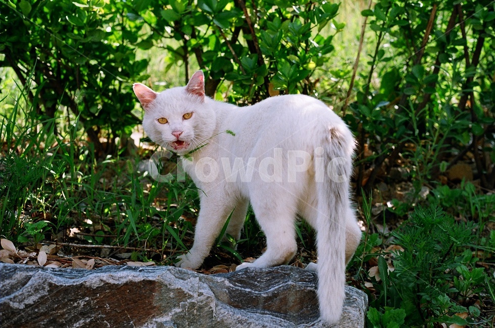 고양이,길고양이,야생,동물,숲,野良猫,猫,동물,animal,포유류,mammal,고양이,cat,kitten,kitty