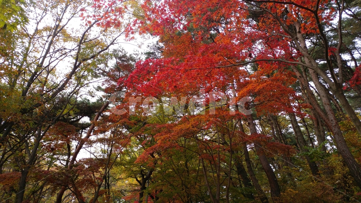 단풍,가을,자연,나들이,가을빛,가을,계절,fall,autumn,season,tree,나무,plant,식물,leaf,잎,maple