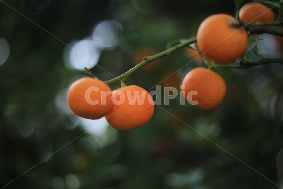 과일,귤,감,까치밥,감나무,계절,열매,식물,자연,plants,nature,과일,열매,fruit