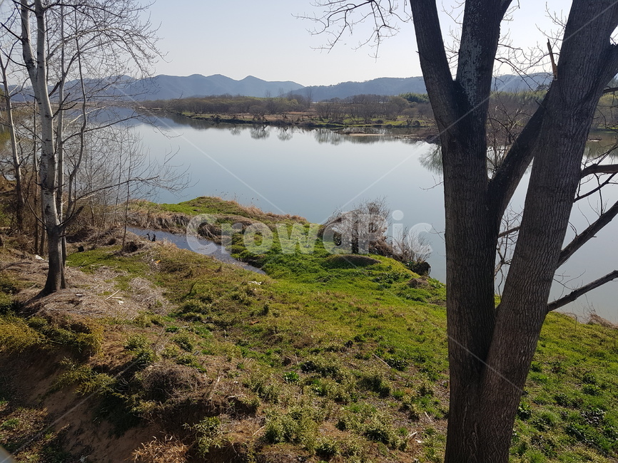 강,나무,강변,tree,river