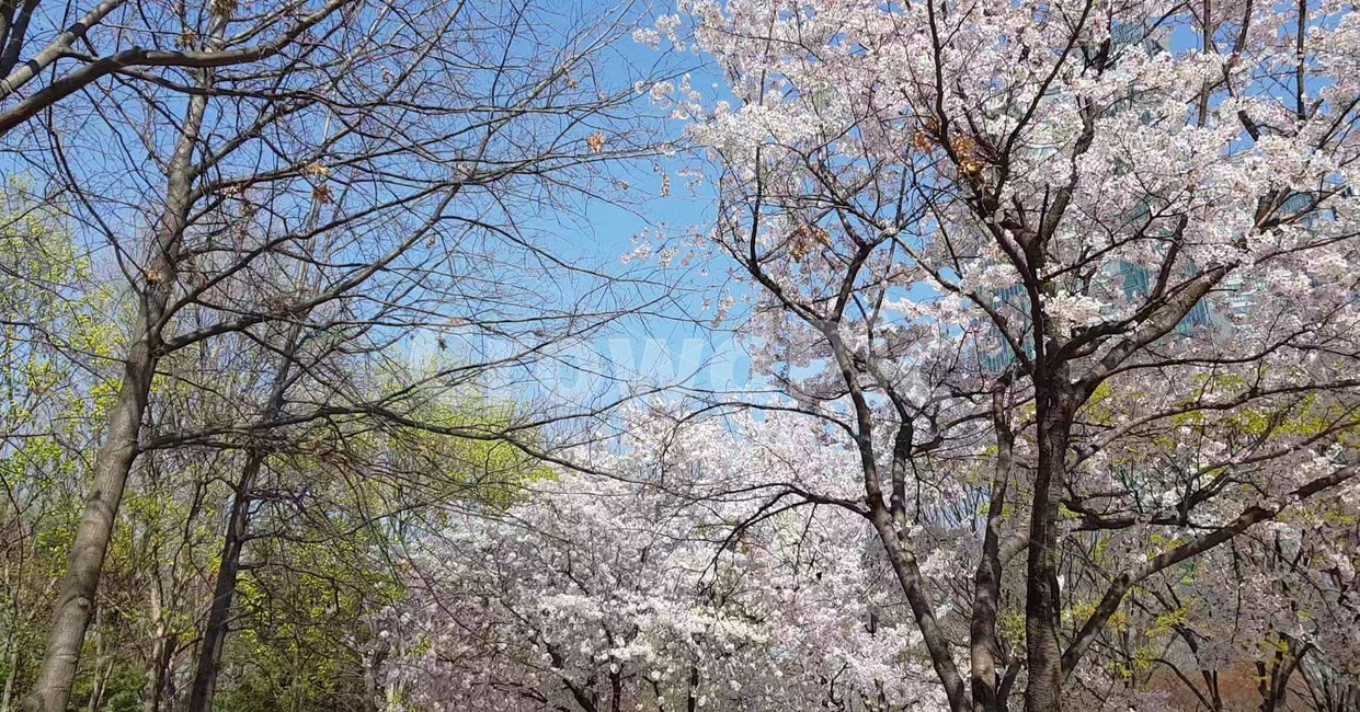 꽃,flower,daffodil,벚꽃,나무,plant,식물,하늘,자연,봄,blossom