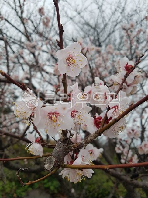 Cherry Blossom,background,plant,tree,flower