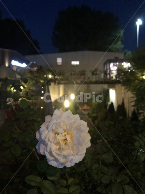 장미,백장미,꽃,향기,흰색,야경,밤,풍경,nightscape,night,landscape,꽃,flower,plant,식물,rose,blossom