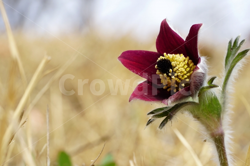 할미꽃,꽃,플라워,봄,자연,식물,flower,spring,nature,접사,macro,클로즈업,closeup,tree,숲,숲속,산림,삼림,조경,plants,봄꽃,감성,힐링,풍경,landscape,식물,자연,plants,nature,꽃,flower
