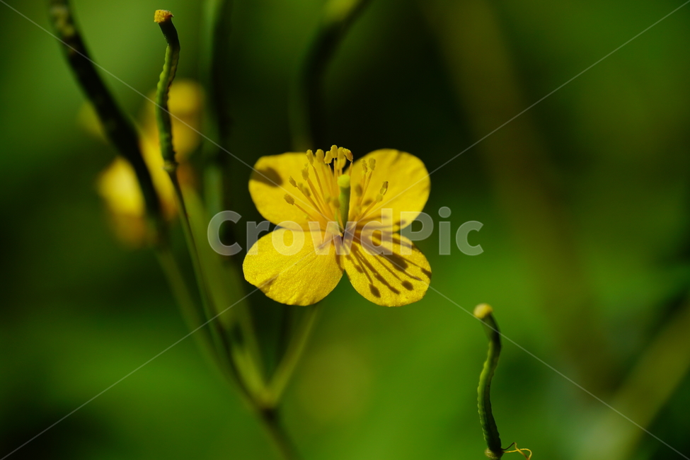 애기똥풀,꽃,플라워,식물,자연,plants,nature,flower,9월,가을,september,fall,autumn,꽃사진,가을꽃,식물,자연,plants,nature,꽃,flower