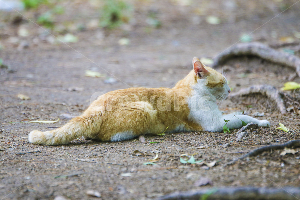 고양이,치즈냥,길고양이,길냥이,애완동물,반려동물,동물,cat,자연,동물,animal,포유류,mammal,고양이,cat,kitten,kitty