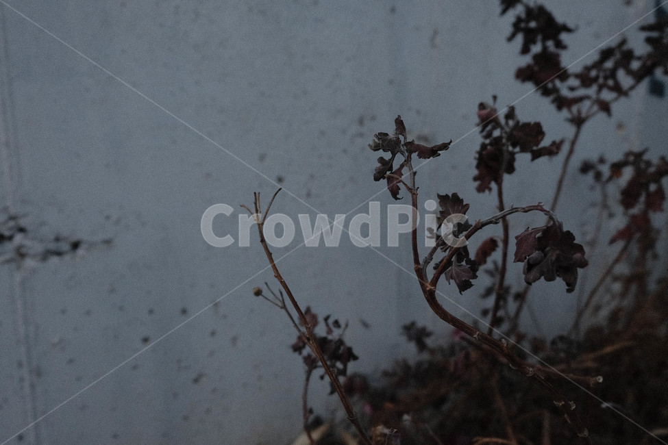 담벼락,벽,시든풀,풀,겨울식물,시든,낙엽,마른풀,마른식물,식물,자연,plants,nature
