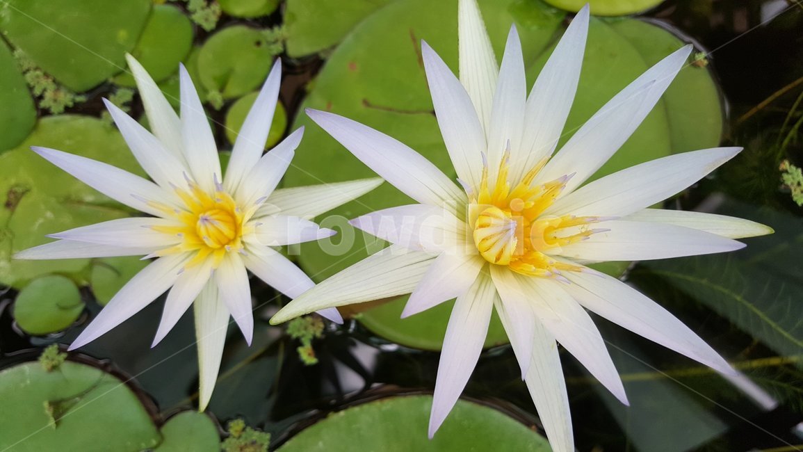 꽃,식물,식물원,자연,정원,flowers,plants,garden,nature,botanics