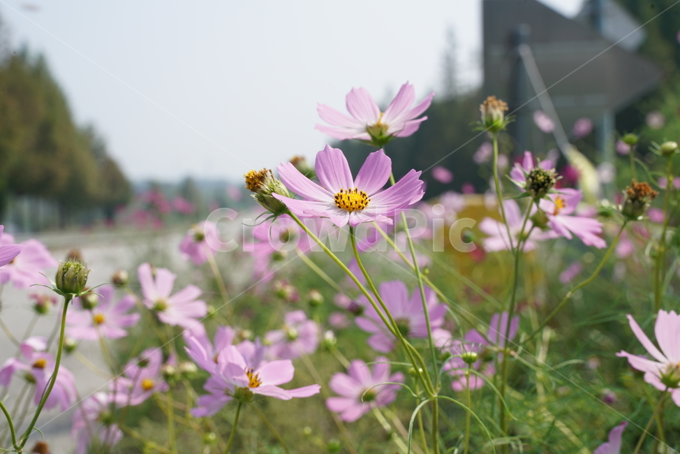 코스모스,cosmos,국화과,plant,식물,flower,꽃,daisy,데이지,식물,자연,plants,nature,꽃,flower