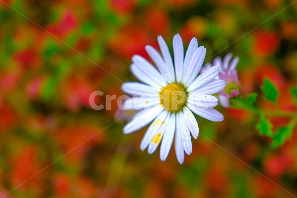 가을,단풍,나무,반영,꽃,국화,연기,아침,안개,식물,자연,plants,nature,꽃,flower