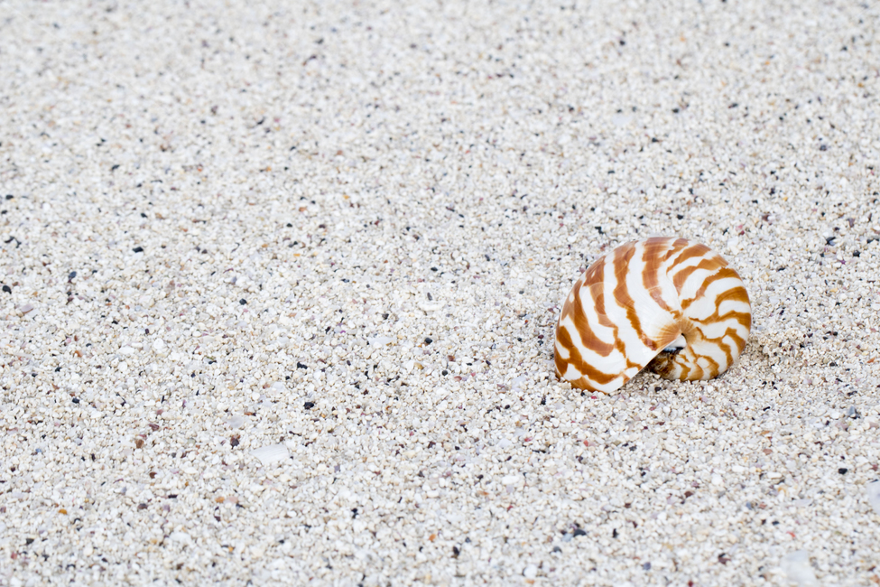 소라,해변,모래사장,여름,백사장,배경,백그라운드,바닷가,모래,해변,바다,beach,sea