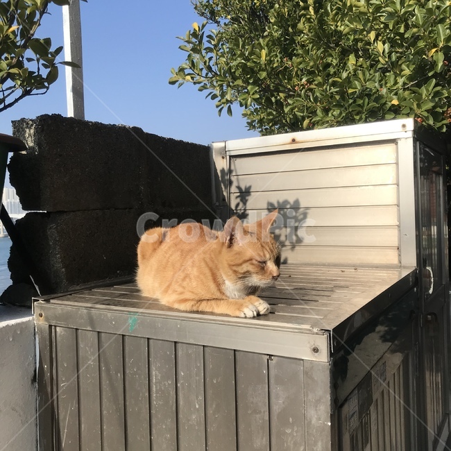 고양이,길고양이,갈색고양이,냐옹이,길거리,동물,animal,포유류,mammal,고양이,cat,kitten,kitty