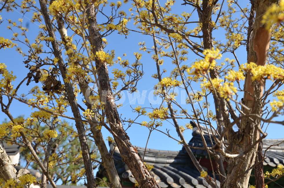 꽃,봄,나무,노란꽃,꽃나무,노랑꽃,노랑,노랑색,봄,계절,spring,season,식물,자연,plants,nature,꽃,flower