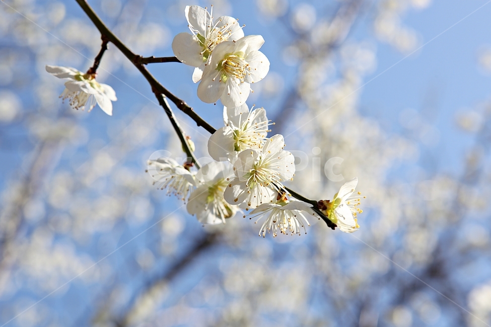 매화곷,매화,꽃,꽃잎,봄꽃,봄,식물,자연,공원,식물,자연,plants,nature,꽃,flower