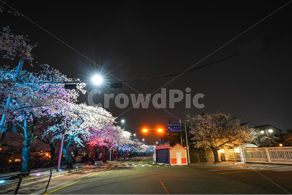 여의도,윤중로,벚꽃축제,벚꽃길,벚꽃,CherryBlossom,야경,야화,nightview,natural,landscape,식물,봄,배경,자연,서울벚꽃,서울명소,힐링,spring,하얀꽃,splendor,화사,flowers,나무,trees,wood,축제,봄,계절,spring,season,야경,밤,풍경,nightscape,night,landscape,도시,city,한국도시풍경,한국도시경관,korea cityscape,asphalt,아스팔트,road,도로