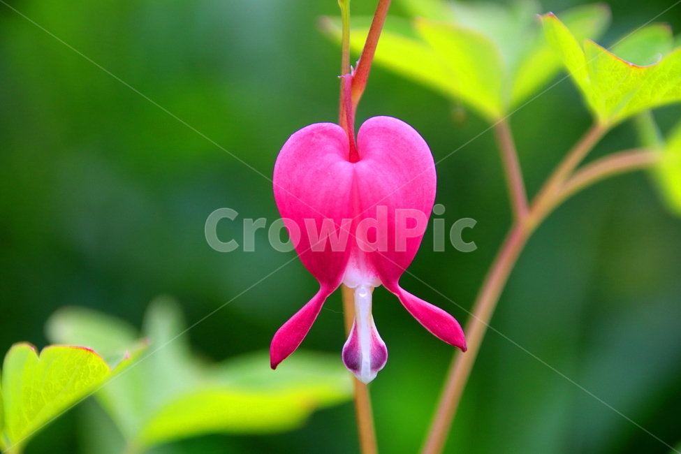 꽃,식물,자연,봄,계절,식물,자연,plants,nature,꽃,flower