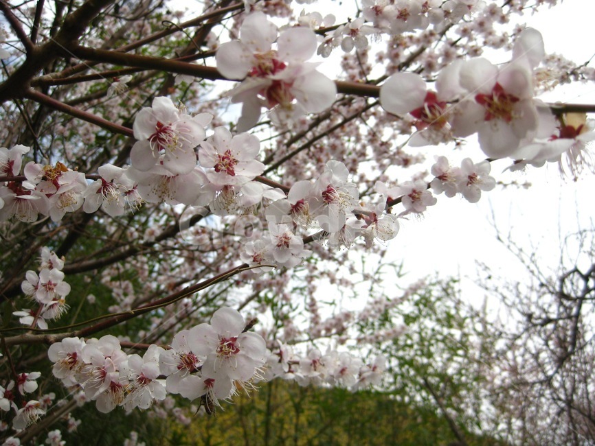 봄꽃,꽃,봄,flower,blossom,꽃송이,매화