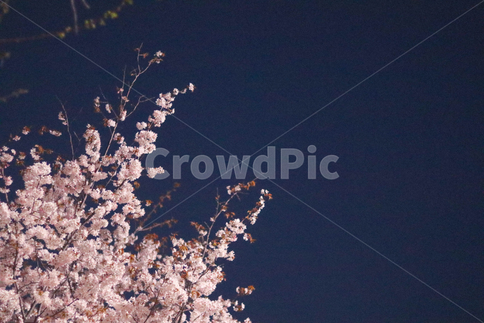 꽃,벚꽃,봄,벚꽃나무,야경,봄,계절,spring,season,야경,밤,풍경,nightscape,night,landscape,식물,자연,plants,nature,꽃,flower,plant,blossom,cherry blossom