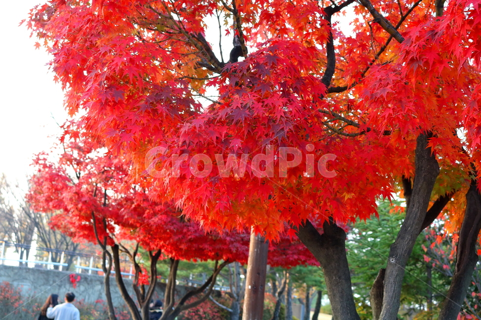 단풍,단풍나무,나무,식물,가을,자연,가을,계절,fall,autumn,season,식물,자연,plants,nature,나무,trees,wood,leaf,잎,plant,tree,maple
