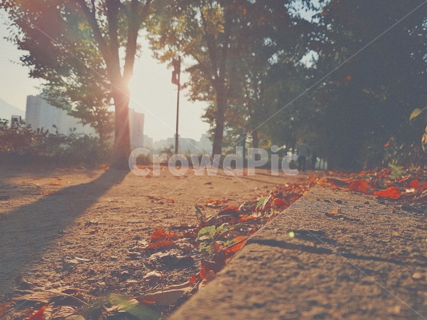가을,낙엽,햇살,흙길,자연,가을아침,따뜻함,가을,계절,fall,autumn,season,감성,sensible,feeling,ground,바닥,flare,플레어,light,빛