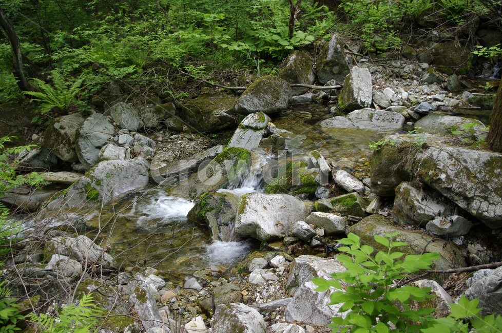 계곡,바위,물,강,식물,자연,풍경,nature,landscape,water,outdoors,옥외,stream,흐름