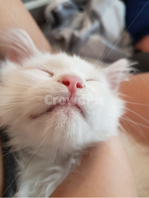 자는고양이,잠,고양이,아기고양이,애기고양이,수면,수면중인고양이