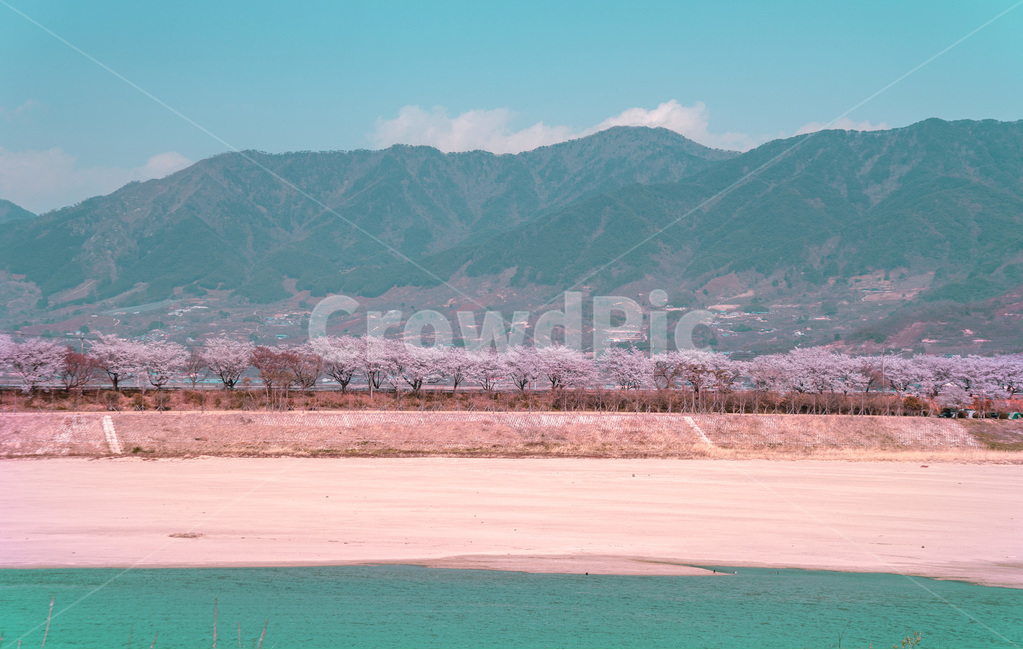 개나리,벚꽃,꽃나무,정자,하늘,flower,sky,spring,봄,풍경,landscape,봄,계절,spring,season,자연,풍경,nature,landscape,한국자연풍경,한국자연경관,korea nature landscape,색깔,색상,색채,색감,color sense,color sensitivity,feeling of color,outdoors,옥외