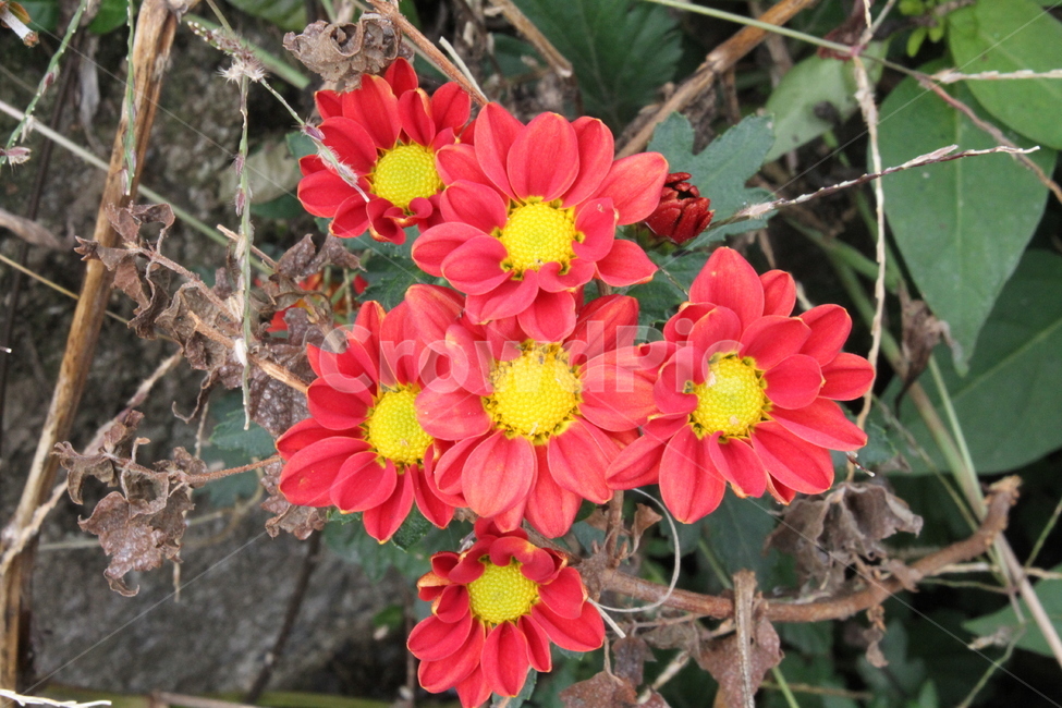 국화,꽃,식물,가을,붉은국화,Chrysanthemum,식물,자연,plants,nature,꽃,flower