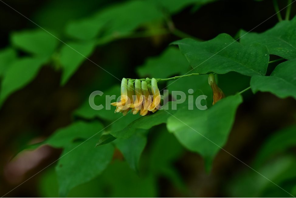 노랑갈퀴,야생화,꽃,식물,자연,생태,플라워,flower,plants,nature,식물,자연,plants,nature,꽃,flower