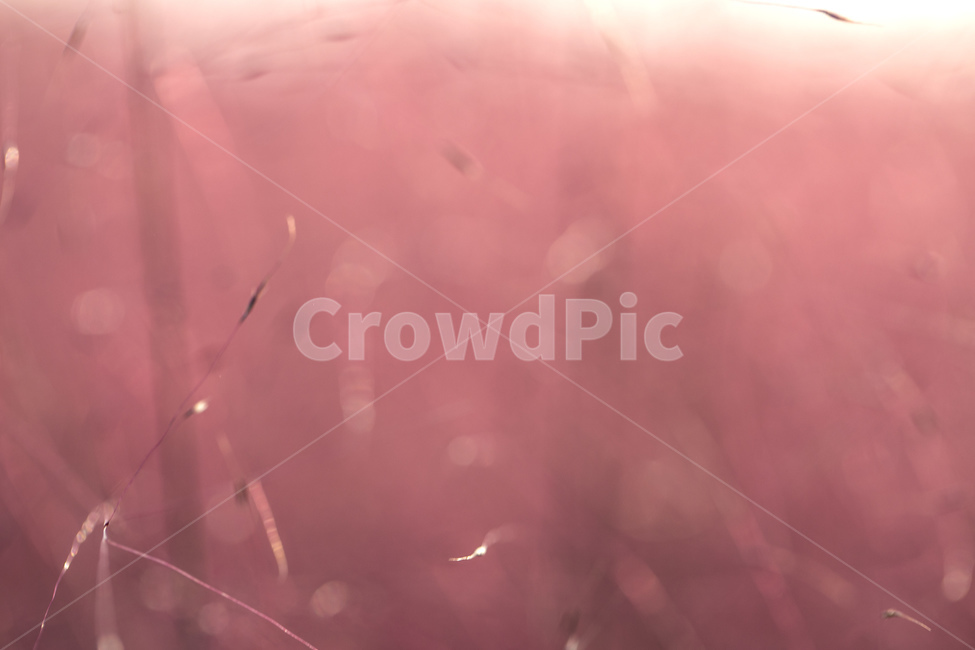 핑크뮬리,억새,분홍색,식물,핑크,가을,분홍억새,자주색,보라빛,핑크빛,감성,색상,색감,벼과식물,자연,갈대,역광,접사,클로즈업,배경,background,가을,계절,fall,autumn,season,식물,자연,plants,nature,감성,sensible,feeling,색깔,색상,색채,색감,color sense,color sensitivity,feeling of color