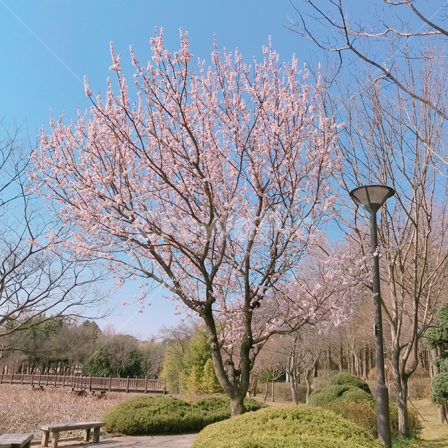 벚꽃,봄,꽃,공원,하늘,봄,계절,spring,season,plant,식물