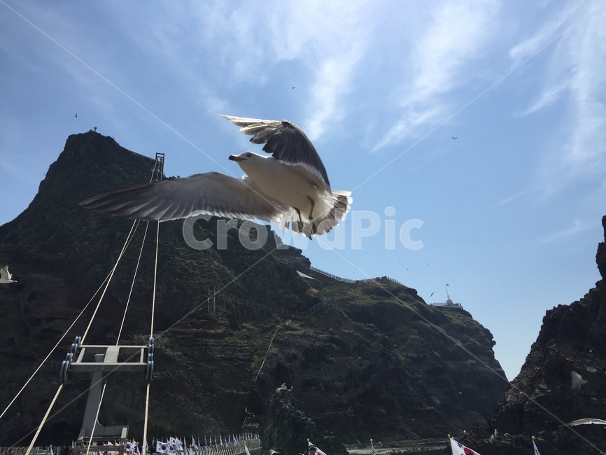 독도,괭이갈매기,섬,자연,dokdo,nature,island