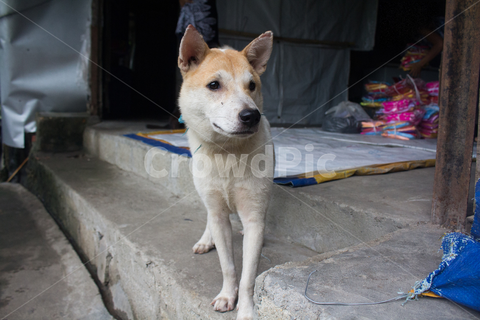 강아지,개,dog,베트남,다낭,vietnam,danang,동물,animal,포유류,mammal,개,강아지,dog,doggy