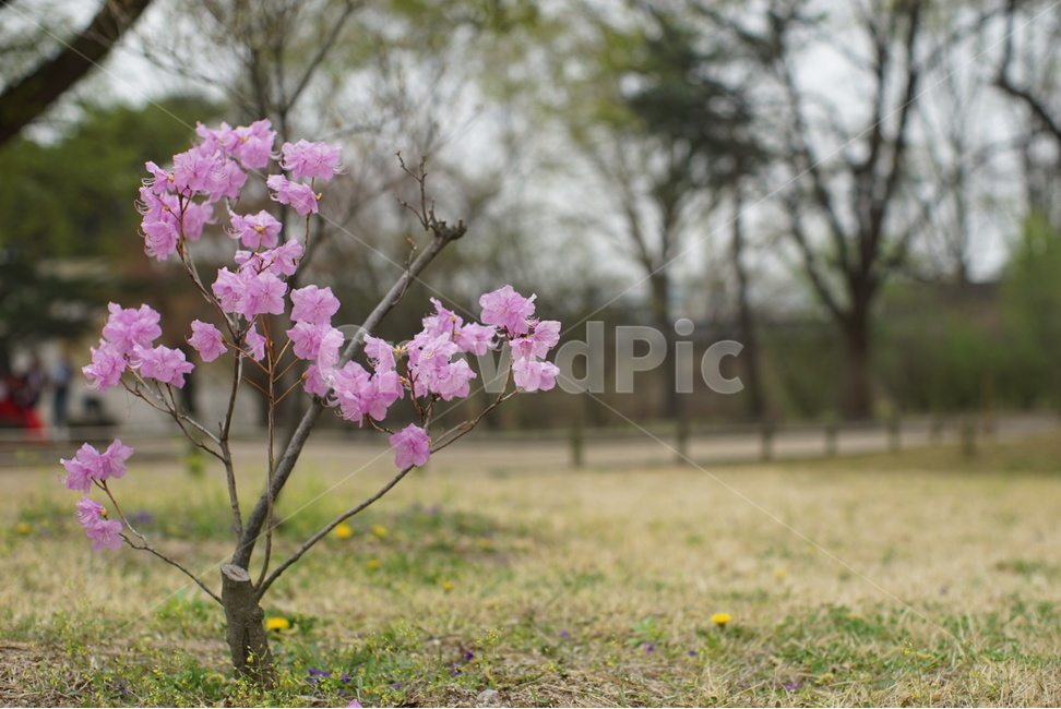 봄,꽃,봄꽃,계절,3월,분홍,봄,계절,spring,season,식물,자연,plants,nature,꽃,flower,plant,blossom